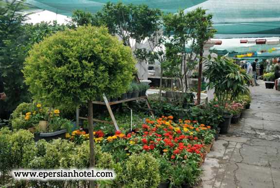 تنوع گیاهان در بازار گل مشهد